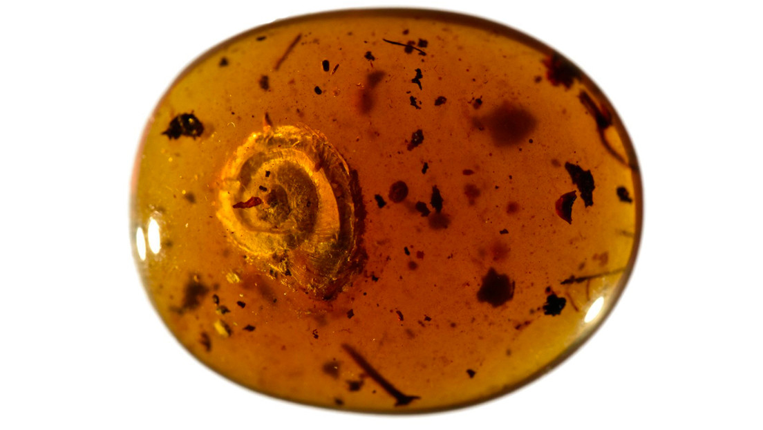 Descubren caracol preservado en ámbar desde hace 99 millones de años